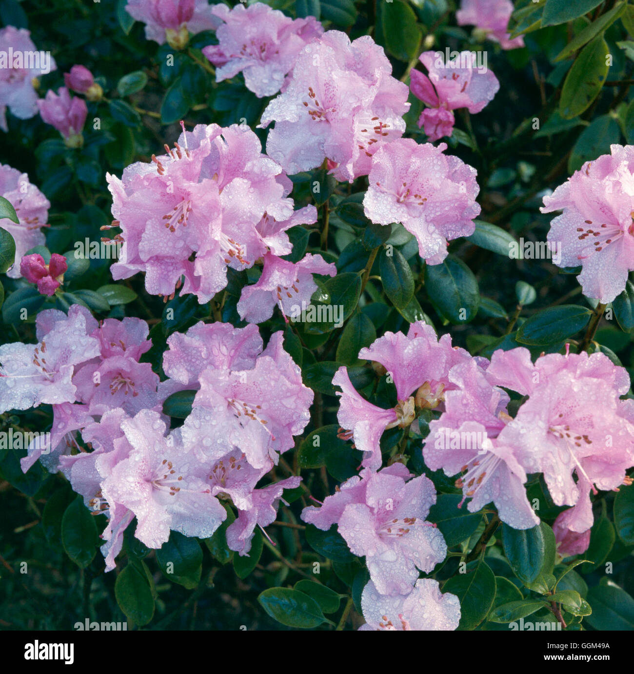 Rhododendron - grupo Preacox RHO021729 Foto de stock