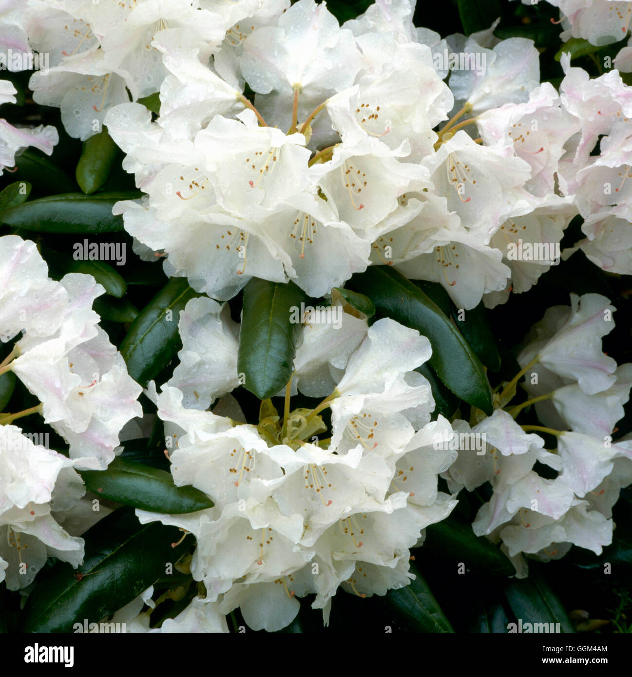 Rhododendron - 'Esveld Seleccionar' (RHO) híbridos Yakushimanum056143 Foto de stock