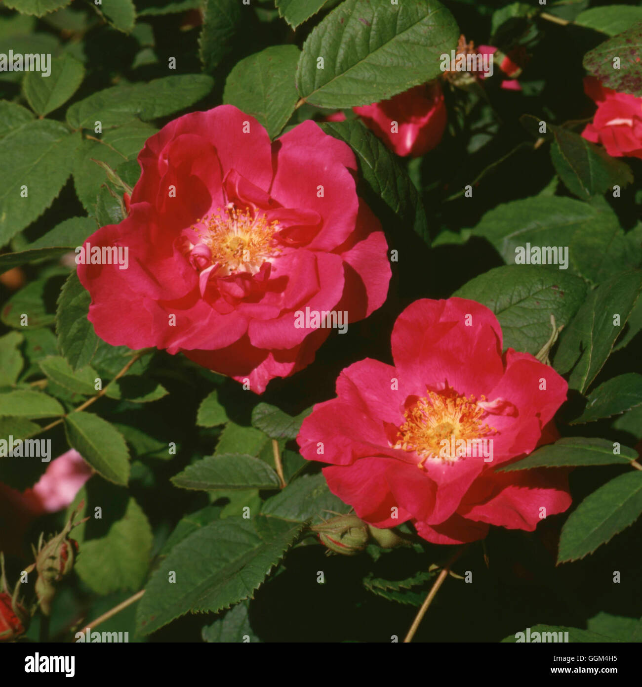 Rosa - 'Portlandica' (arbusto) (1800) Portland Rose RSH010108 Foto de stock