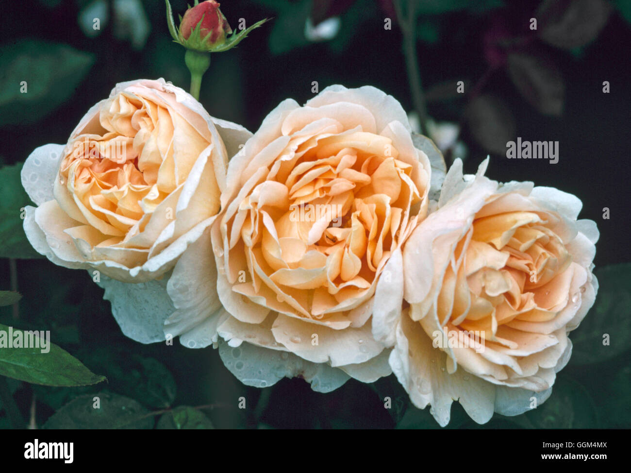 Rosa - 'Tamora' (1983), Austin (arbusto) RSH098230 Foto de stock