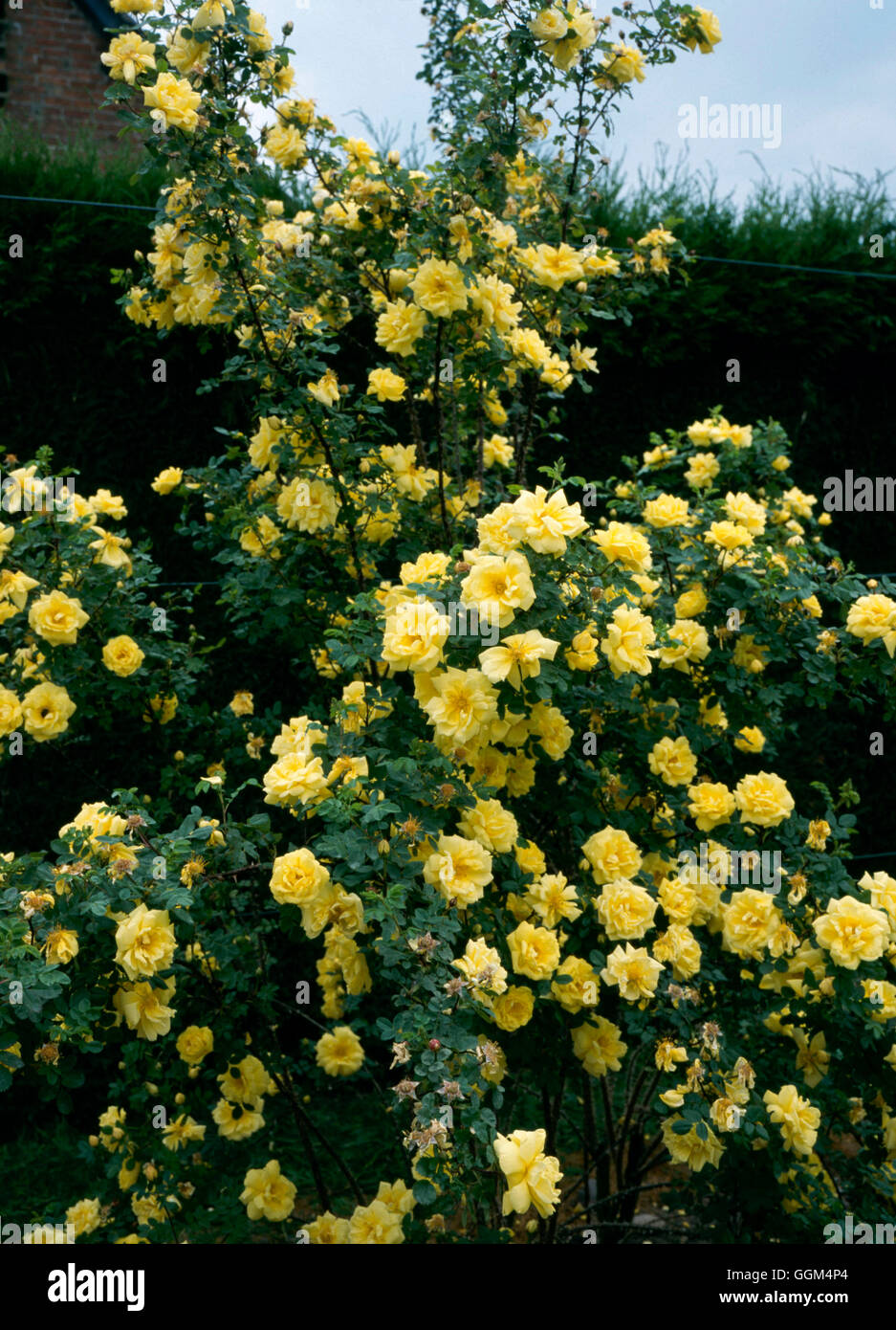 Rosa x harisonii - 'Williams'' amarilla doble RSP097012 Foto de stock