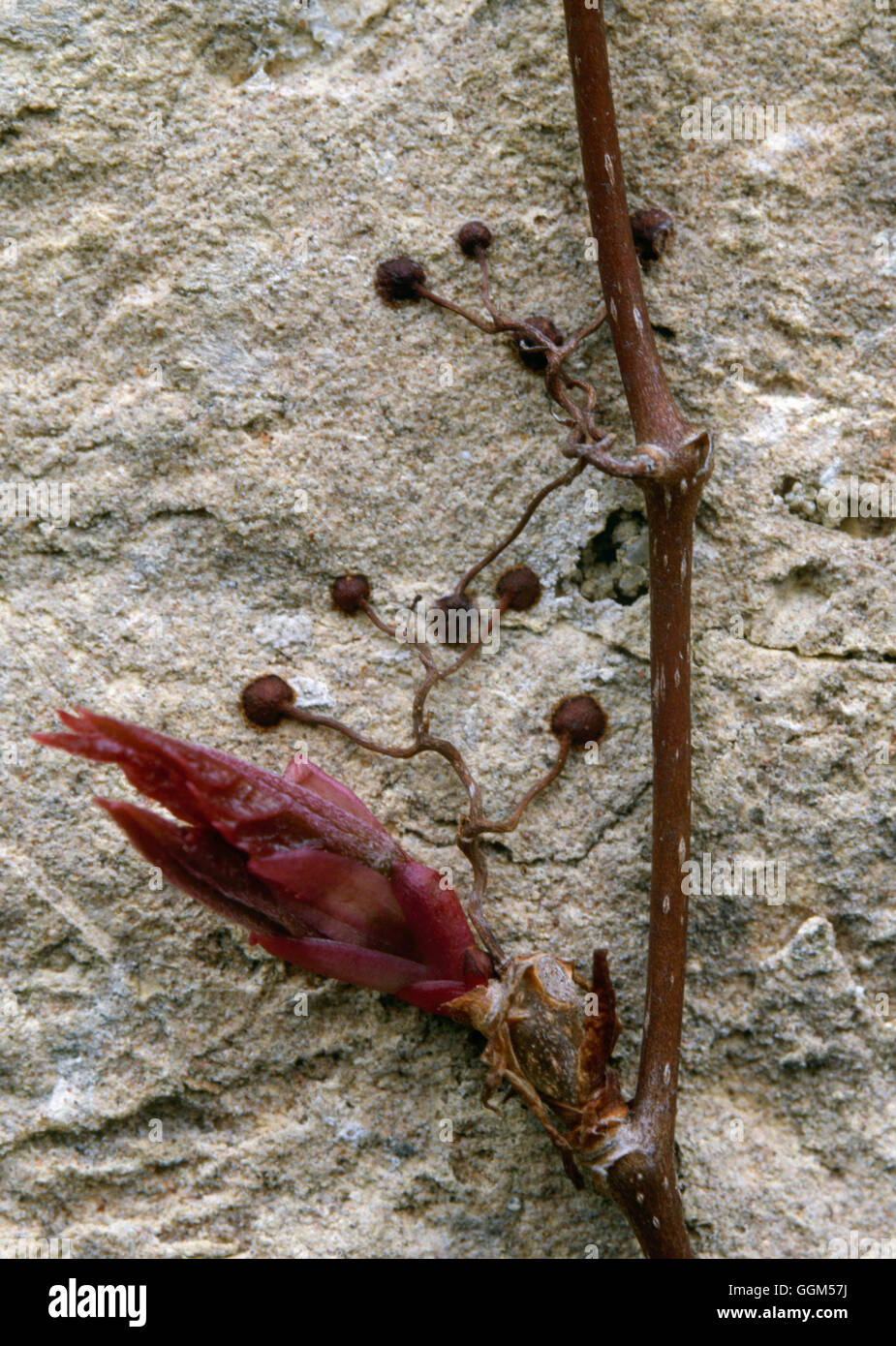 Características: Planta Sucker pies en Parthenocissus quinquefolia TAS000915 Foto de stock