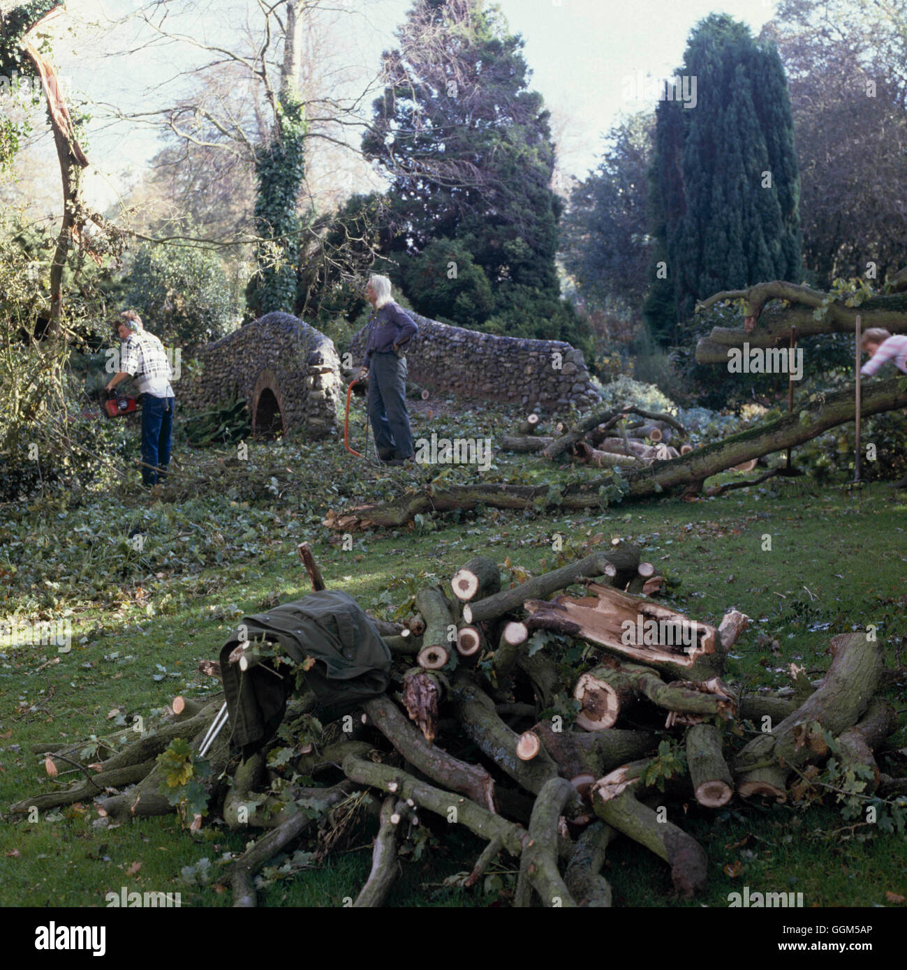 - Separación de árbol en jardines Bressingham Oct: 1987. TAS025124 Foto de stock