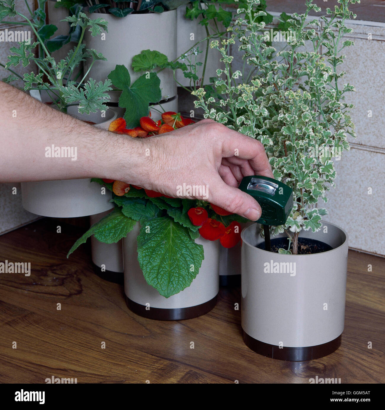 Houseplant Cuidados: - Usar un medidor de humedad para no sobre-agua TAS Fotos Horticultur025236 Foto de stock