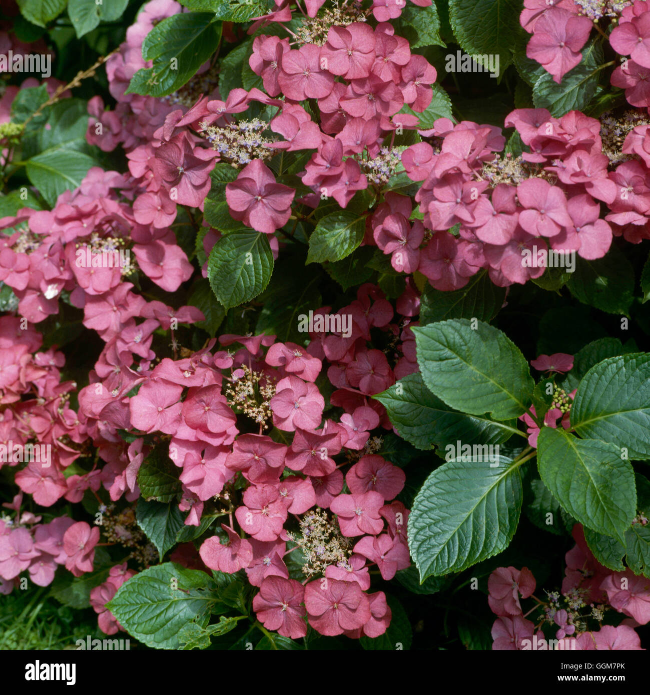 Hydrangea macrophylla - "Geoffrey Chadbund' (TRS) Lacecap052592 Foto de stock