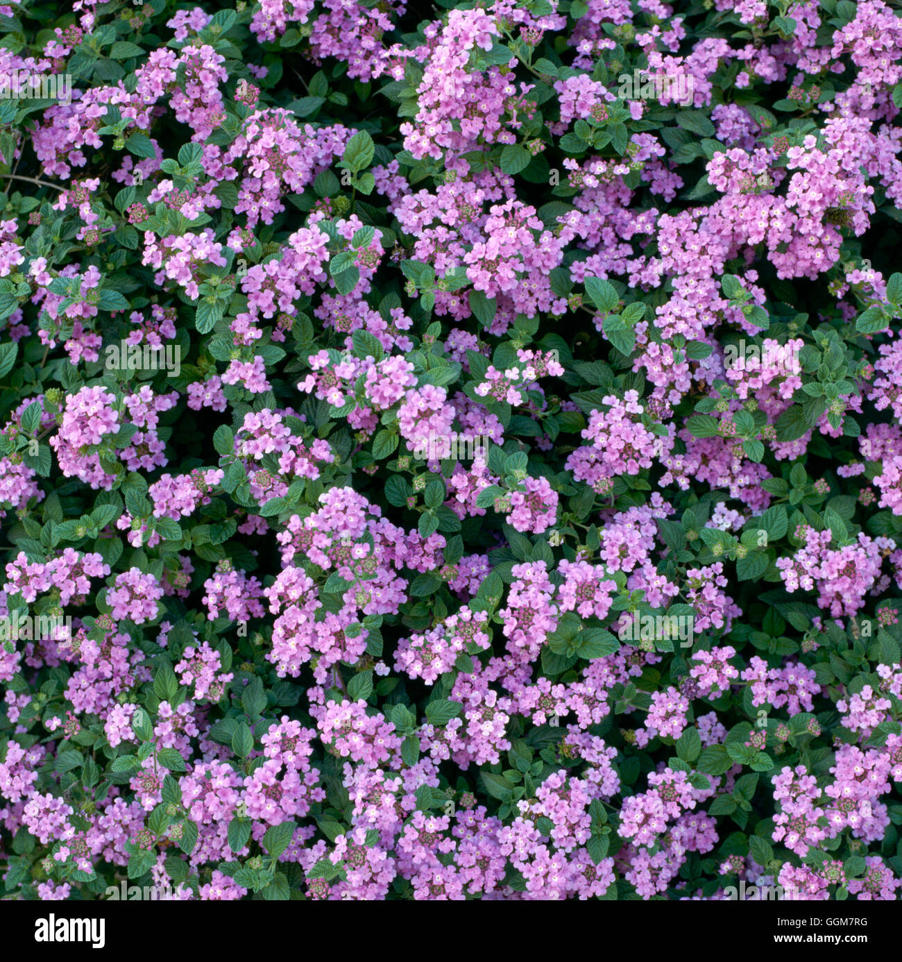 Lantana Sellowiana Fotografias E Imagenes De Alta Resolucion Alamy