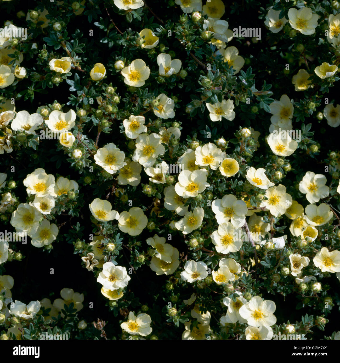 Potentilla fruticosa - 'Tilford Crema' TRS062161 Foto de stock