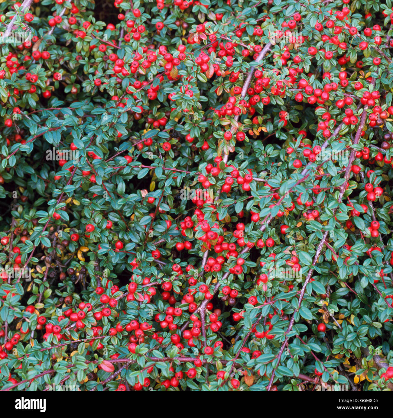 Cotoneaster x suecicus - 'belleza' Coral TR097805 Foto de stock