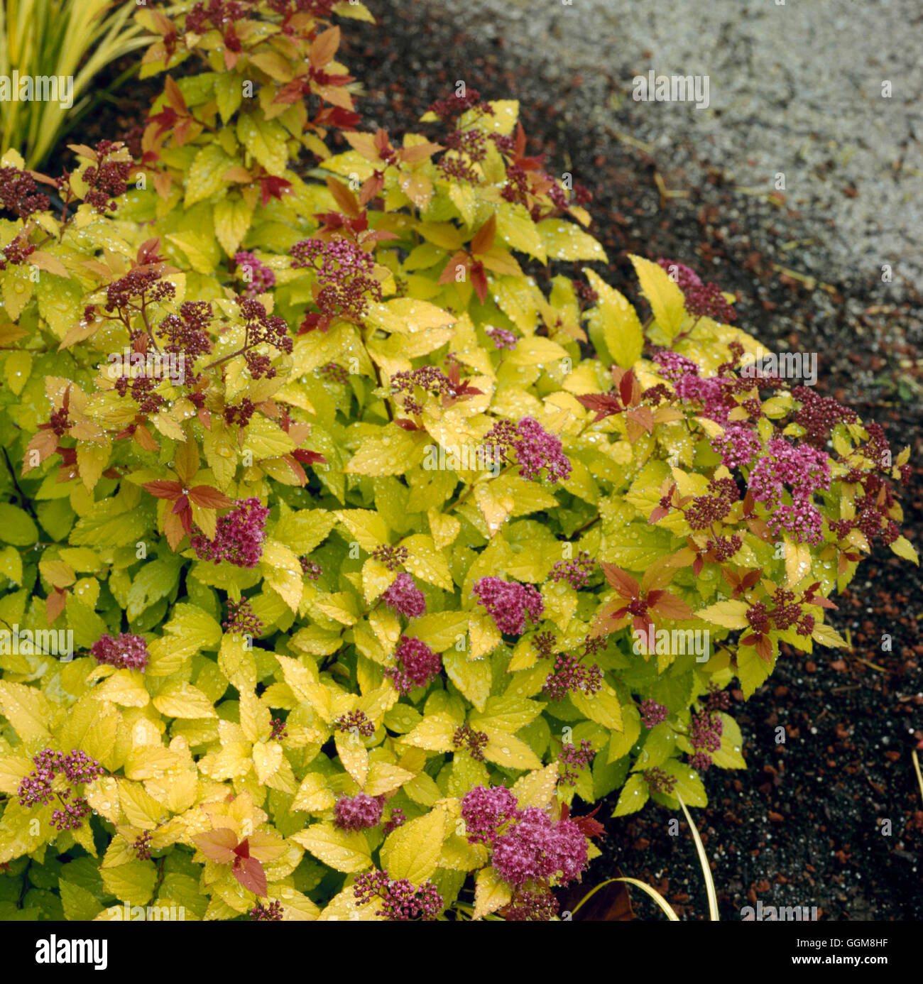 Spiraea japonica magic carpet fotografías e imágenes de alta resolución -  Alamy