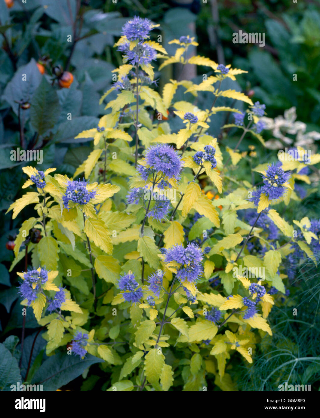 Caryopteris incana "sunshine azul'- - (SYN C.I. 'Jason') TR111808 Foto de stock