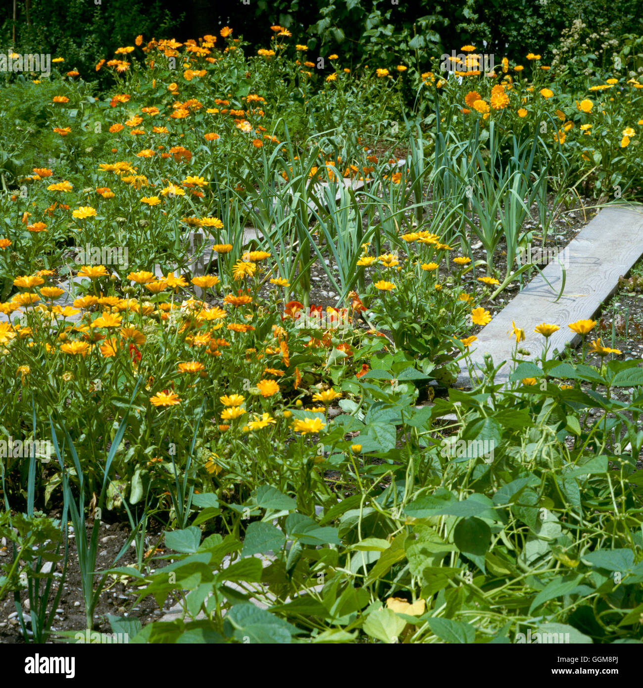 Jardín con flores y vegetales - (Nota caminar juntas a través de parche) VAF051765 Fotos Horticultura Foto de stock