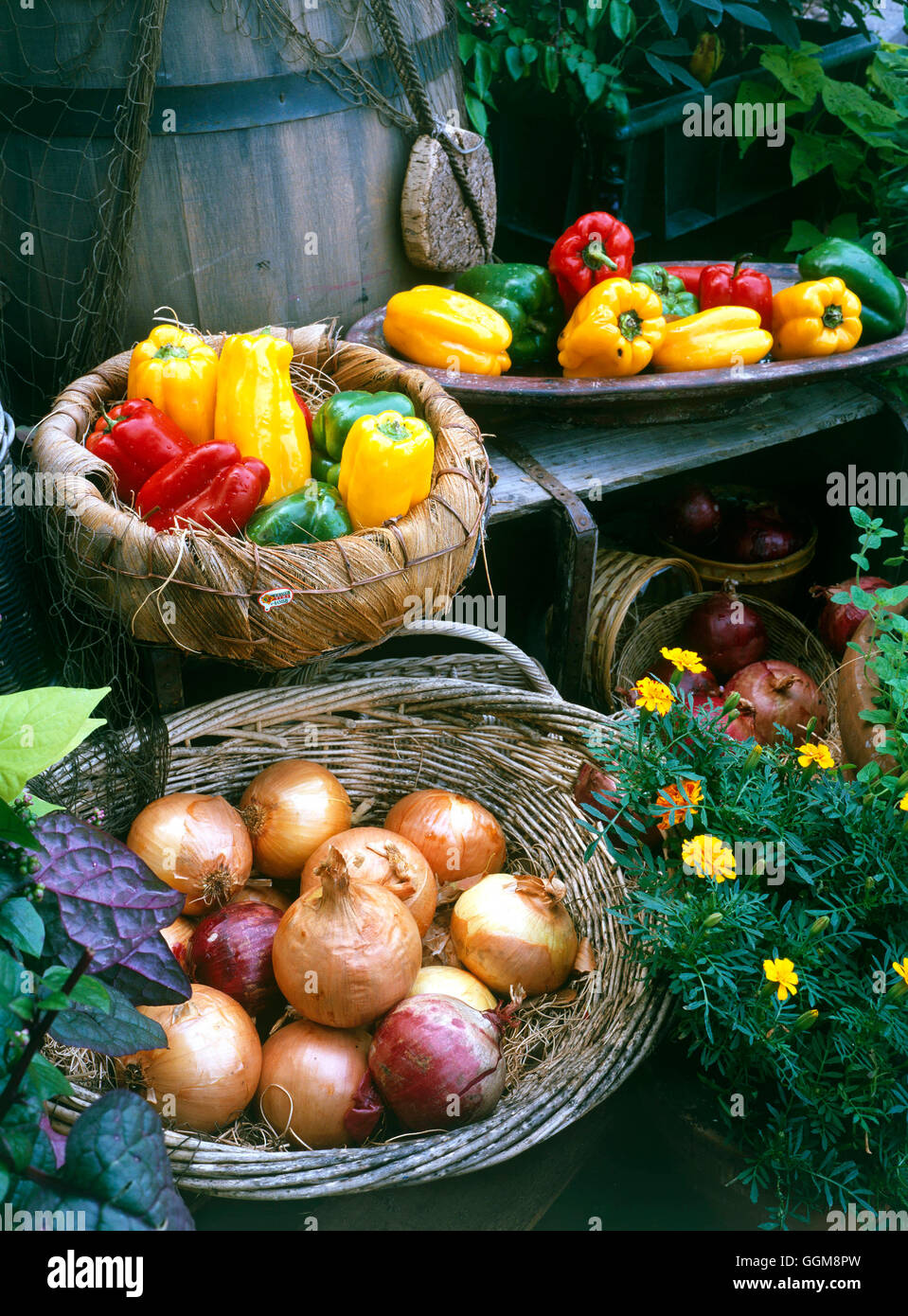 Colección de hortalizas, cebollas y pimientos, VCO099893 Foto de stock