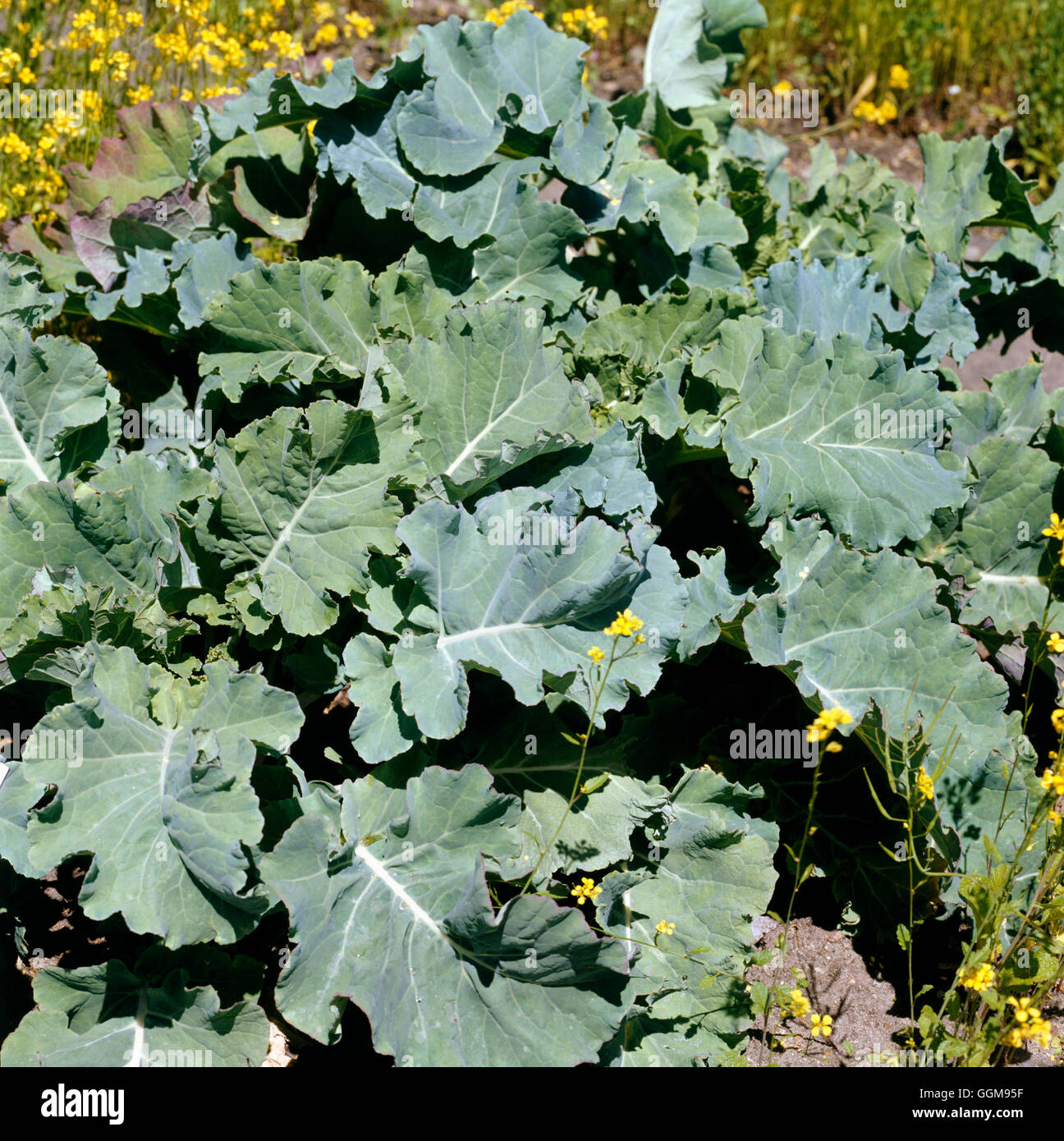 Brassica_oleracea fotografías e imágenes de alta resolución Alamy