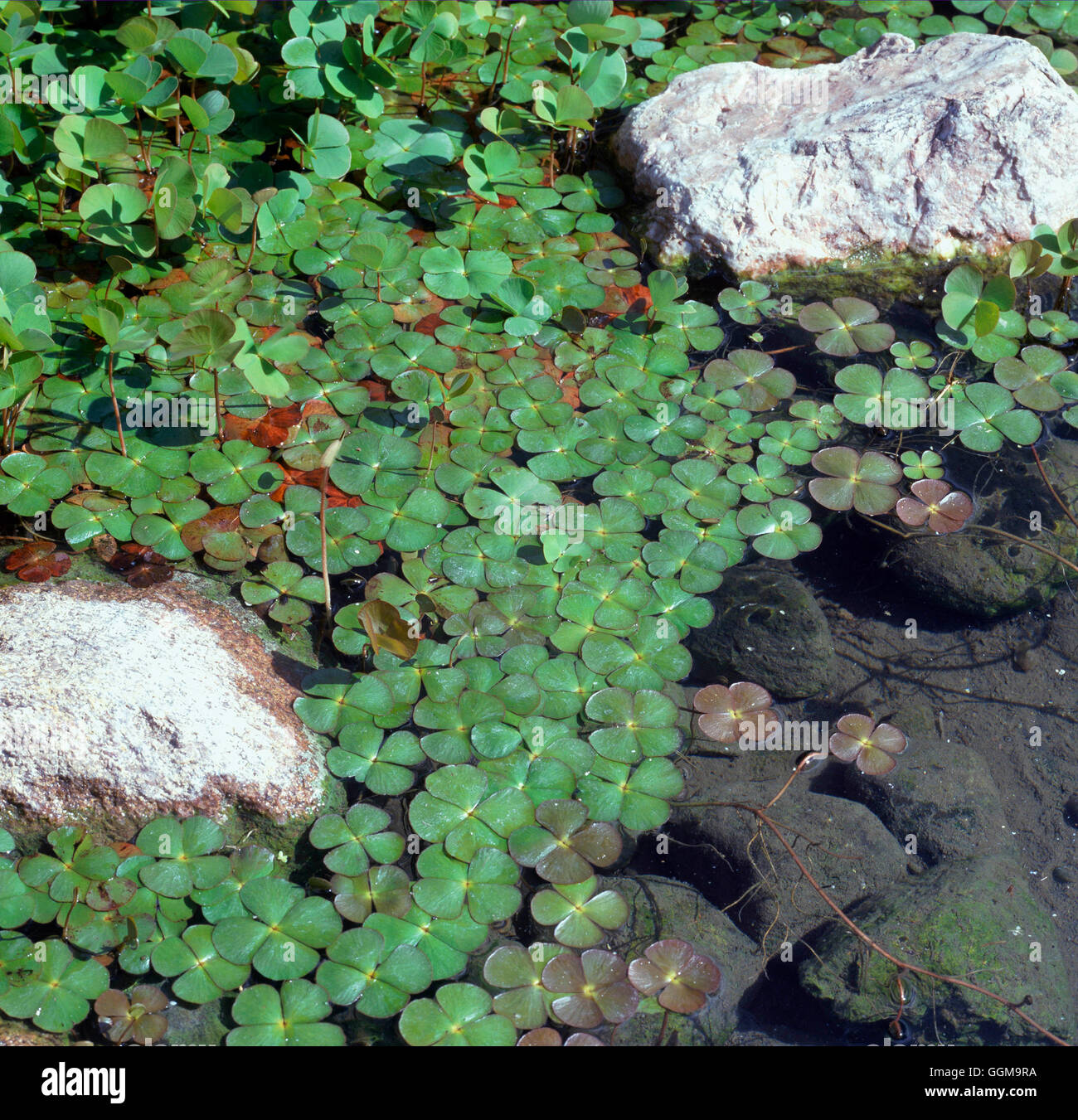 Marsilea quadrifolia - trébol de agua WPL090947 Foto de stock