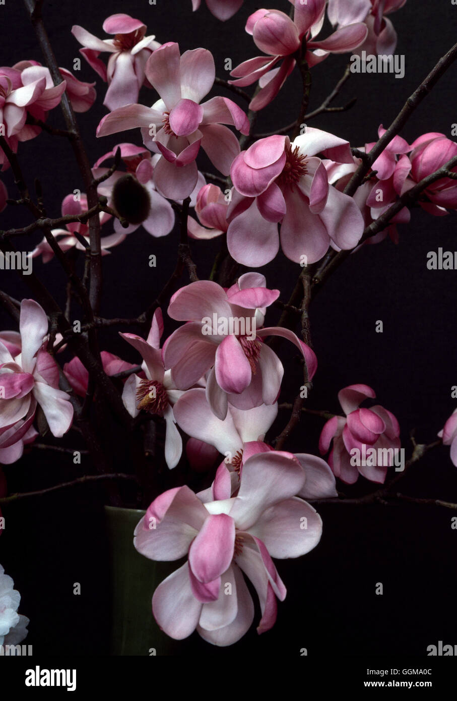 Magnolia sprengeri "Diva" Foto de stock