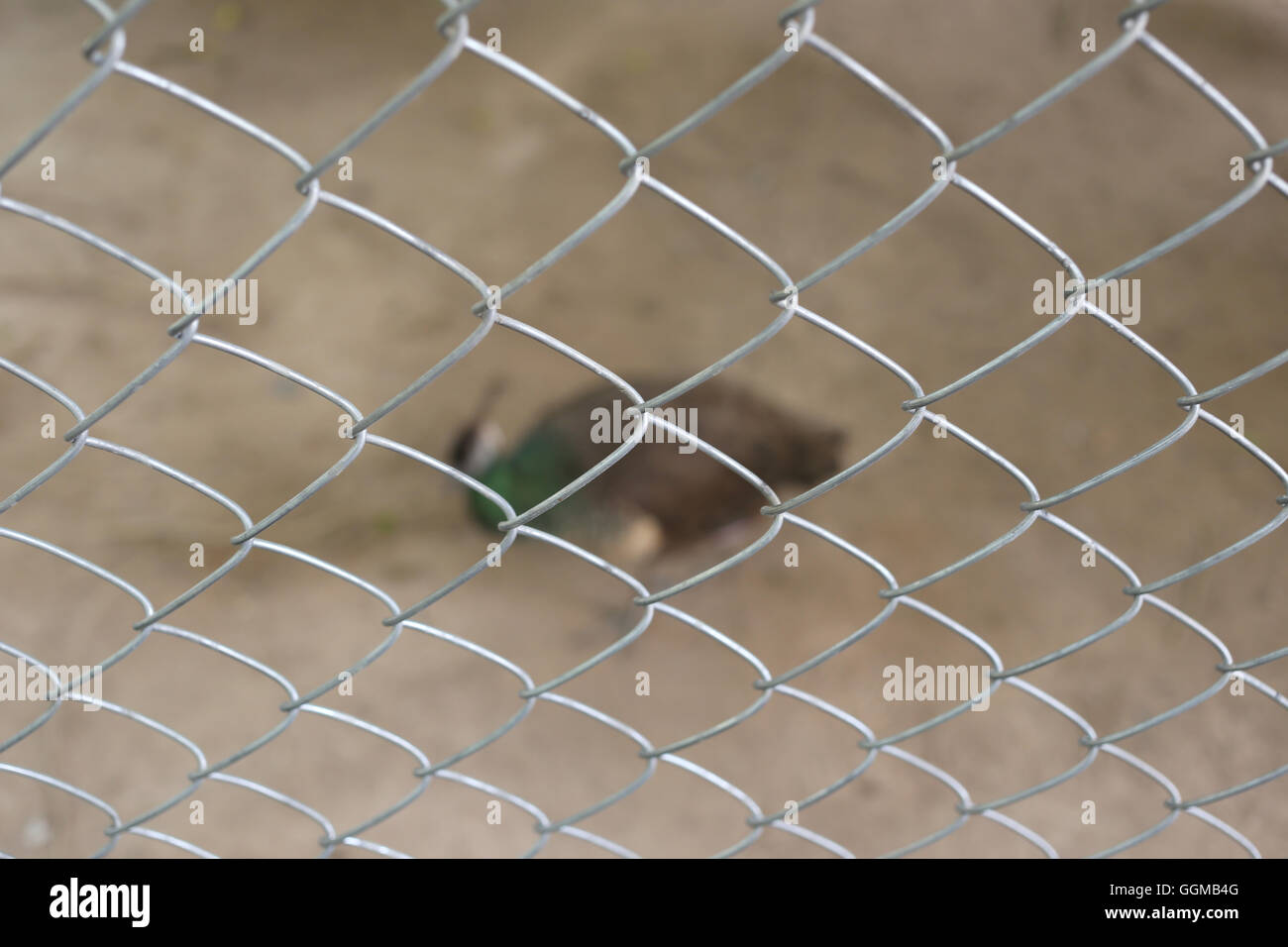 Peacock de conservar las aves se encuentran atrapados dentro de una jaula de concepto de la captura de animales silvestres. Foto de stock