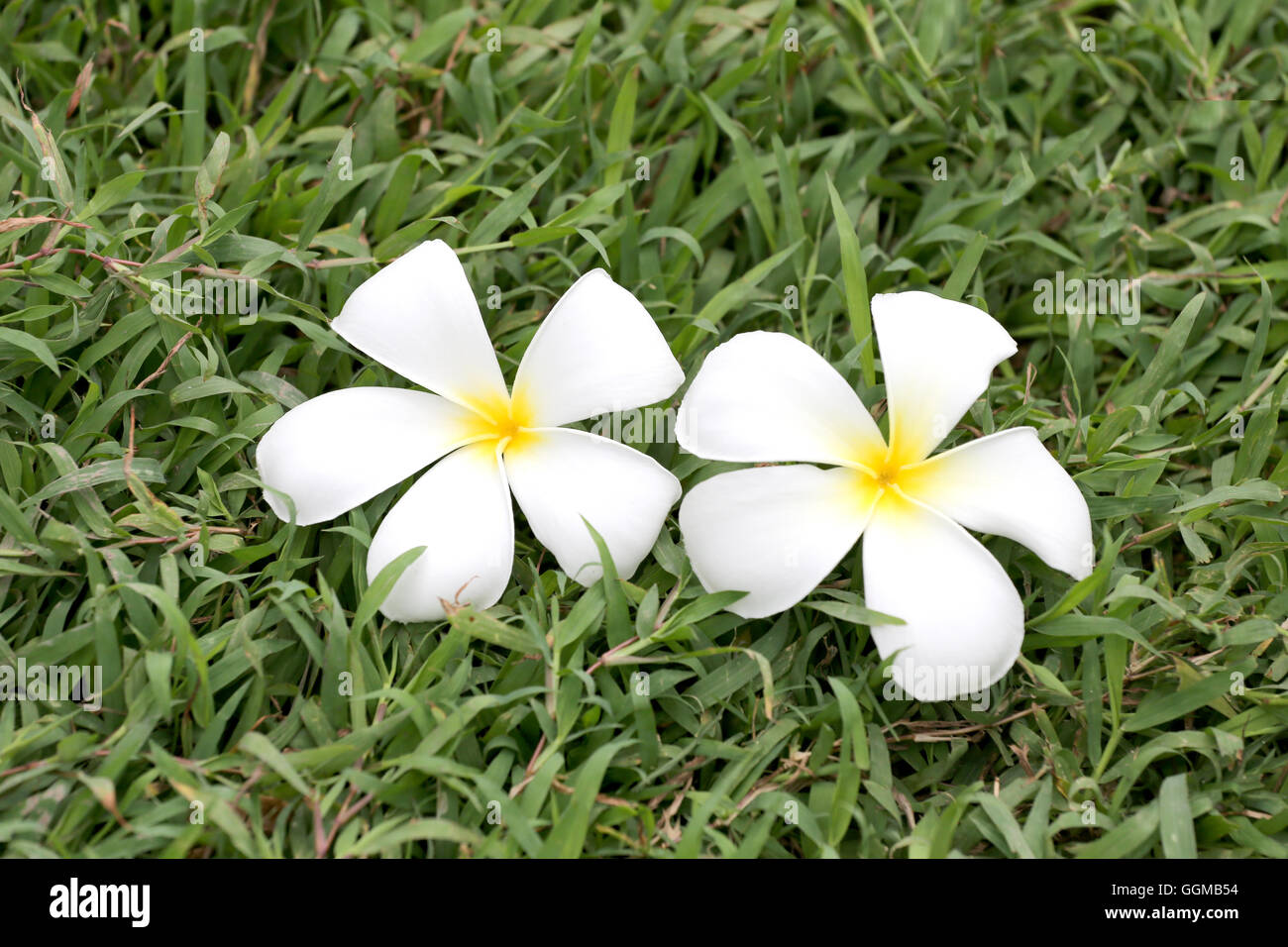 O frangipani plumeria blanca flor flor en el césped en el jardín. Foto de stock