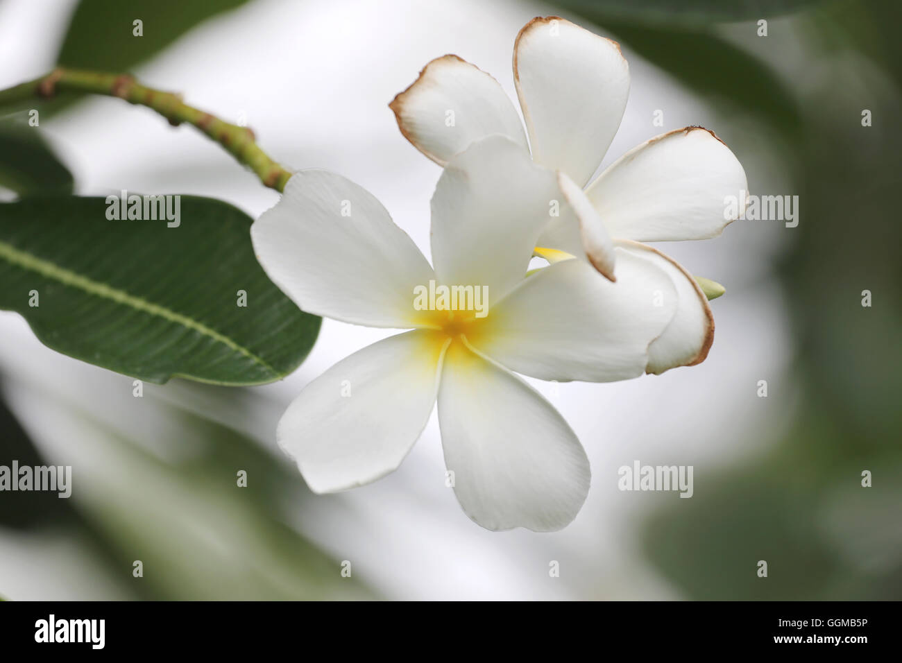 O frangipani plumeria blanca flor flor en árbol en el jardín. Foto de stock