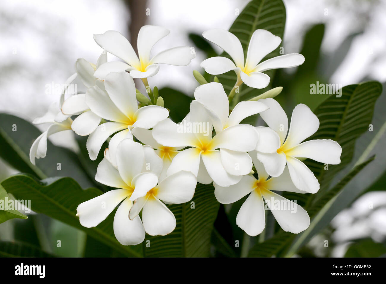 O frangipani plumeria blanca flor flor en árbol en el jardín. Foto de stock