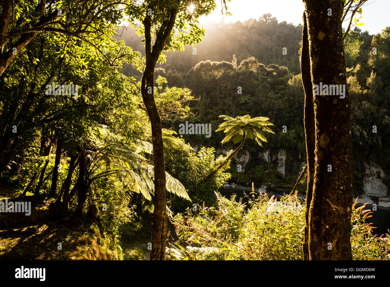 Un viaje en canoa en el río Whanganui, Isla del Norte, Nueva Zelanda Foto de stock