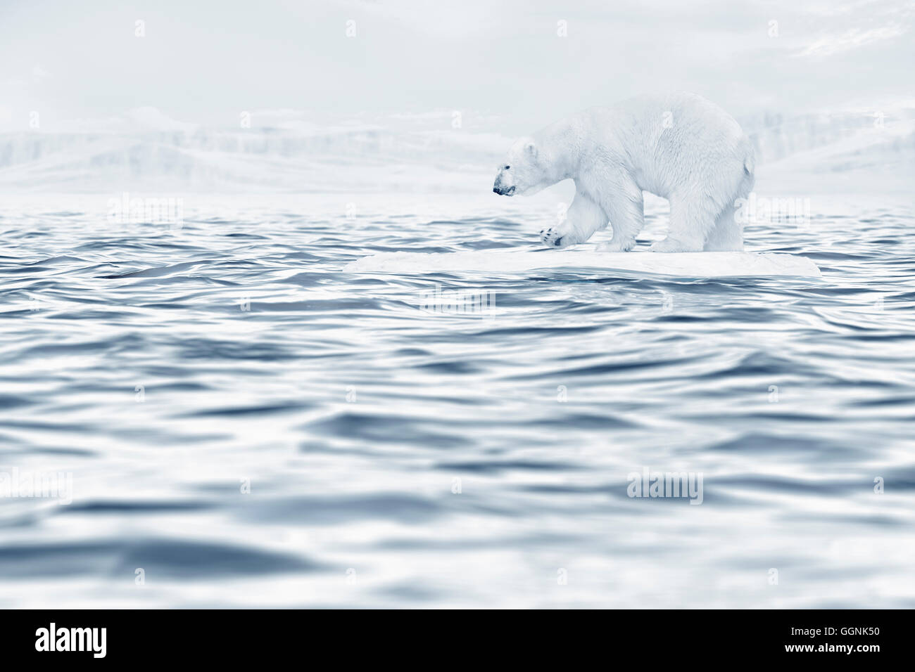 Oso Polar flotando sobre la banquisa en el océano Foto de stock