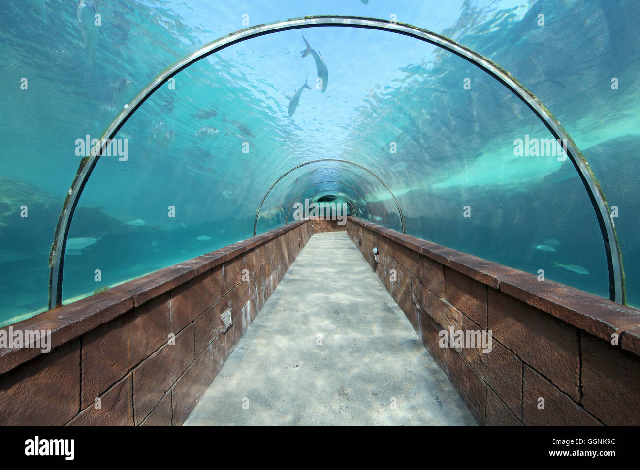 Mirando a través de un túnel de acuario con peces Foto de stock