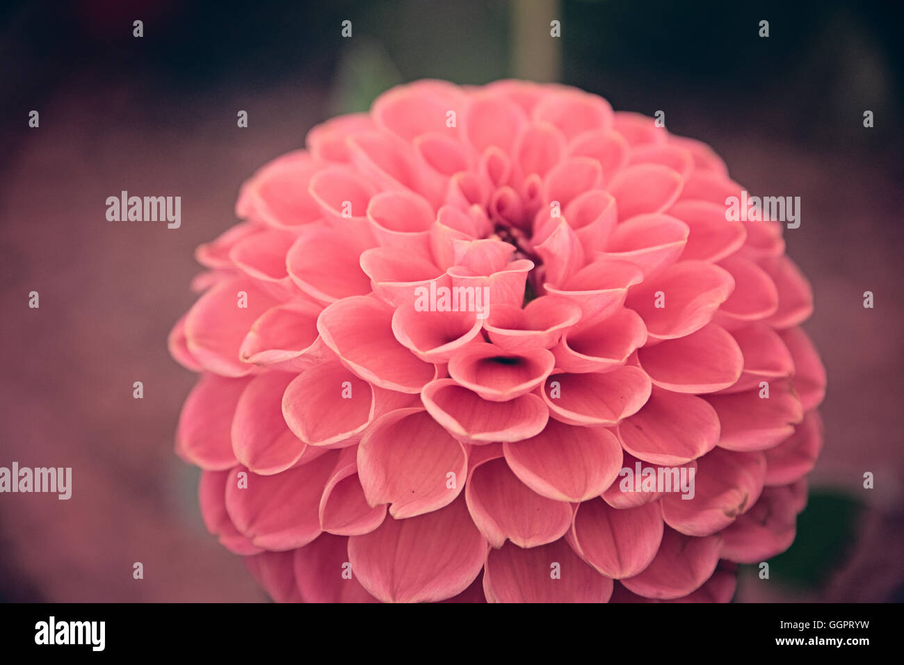 Closeup de melocotón Dahlia Heather Jones en Hampton Court Flower Show mostrar en Surrey Foto de stock