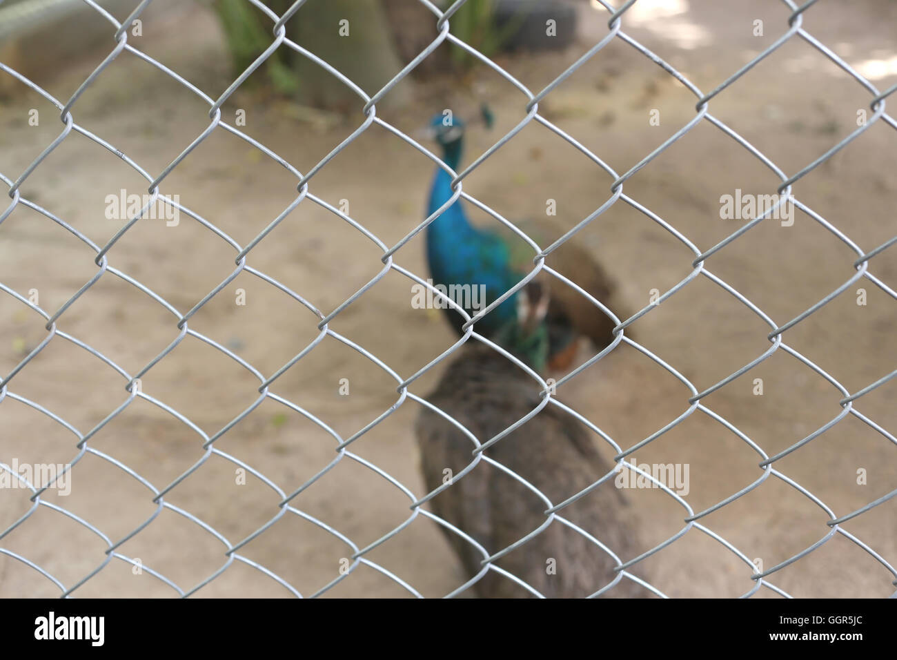 Peacock de conservar las aves se encuentran atrapados dentro de una jaula de concepto de la captura de animales silvestres. Foto de stock