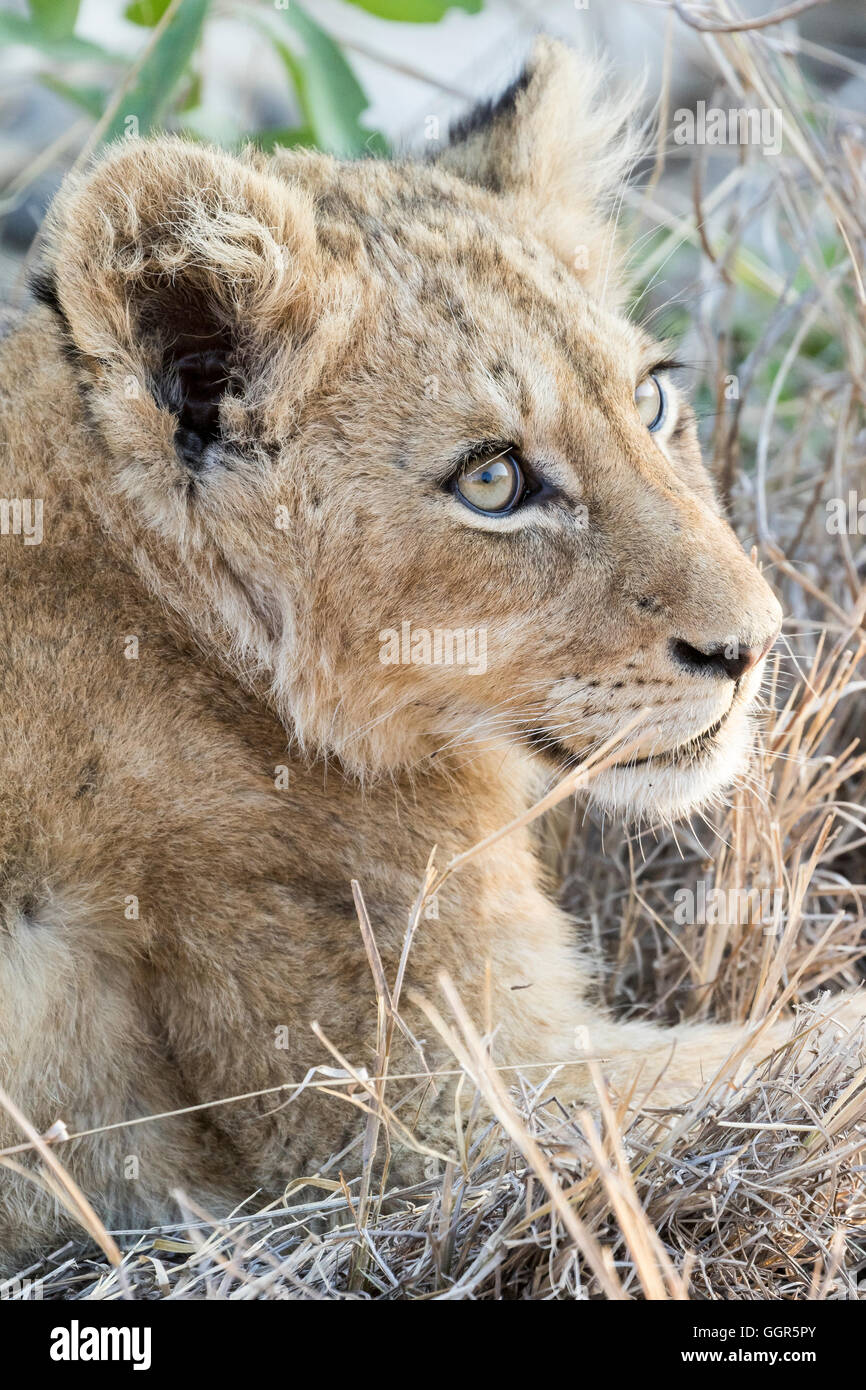 Cachorro de león, Exeter Private Game Reserve, Sabi Sands, Sudáfrica Foto de stock