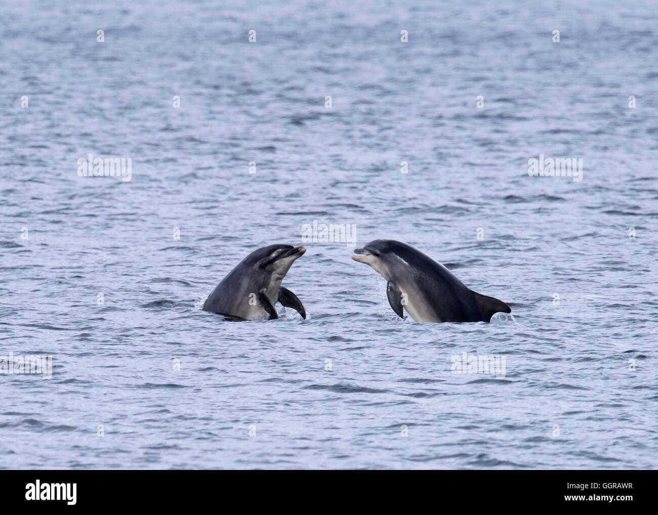 Dos delfines nariz de botella (Tursiops truncatus) socializar en punto Chanonry, Moray, Escocia Foto de stock