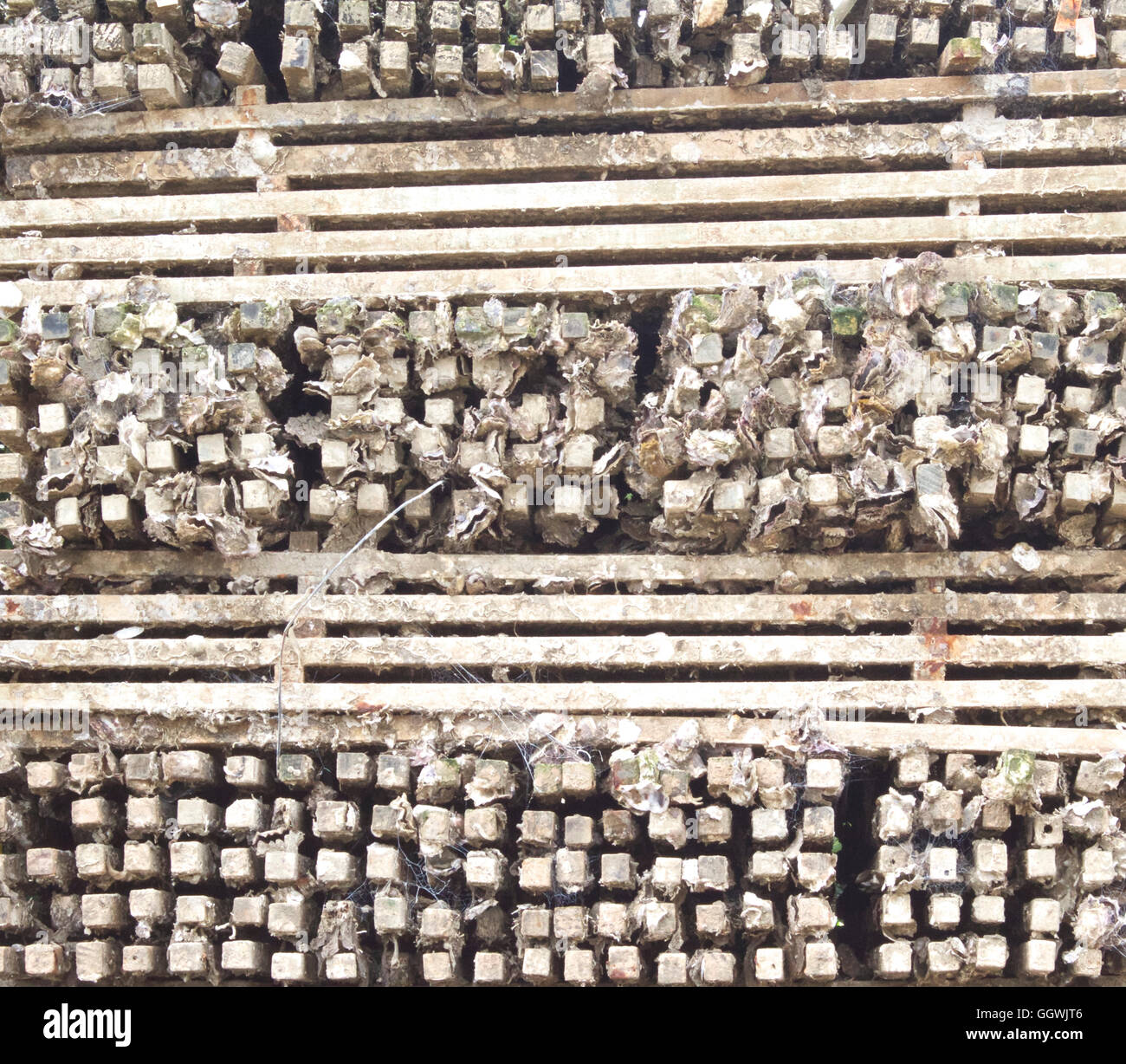Las estacas utilizadas para el cultivo de ostras Foto de stock