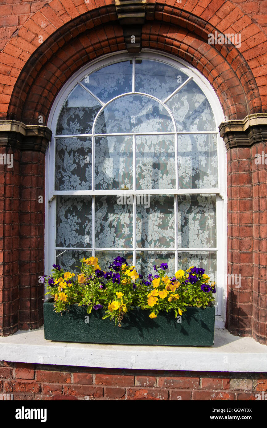 En la ventana de verificación Nasturtiums bloom - Berkhamsted, REINO UNIDO Foto de stock