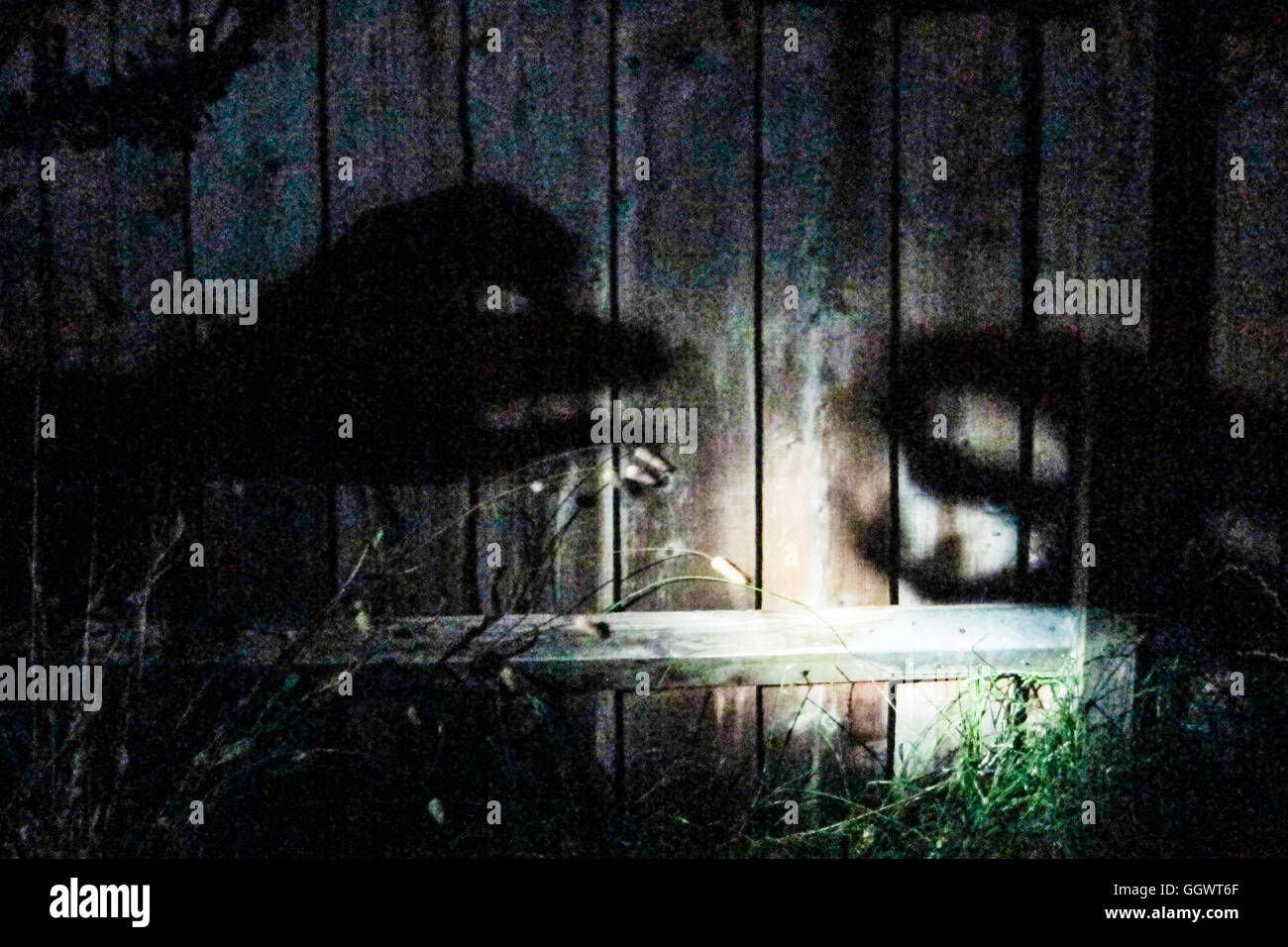 Sombras de mano hacer sombra monstruos sobre jardín cercado - Berkhamsted, REINO UNIDO Foto de stock