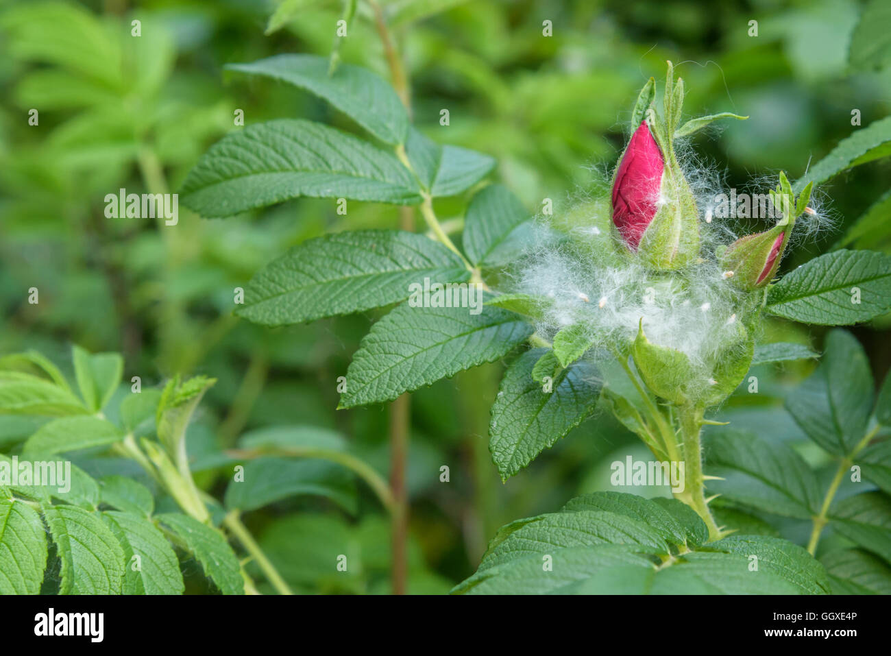 Acercamiento de pelusas de chopo atrapados en un rosal Foto de stock