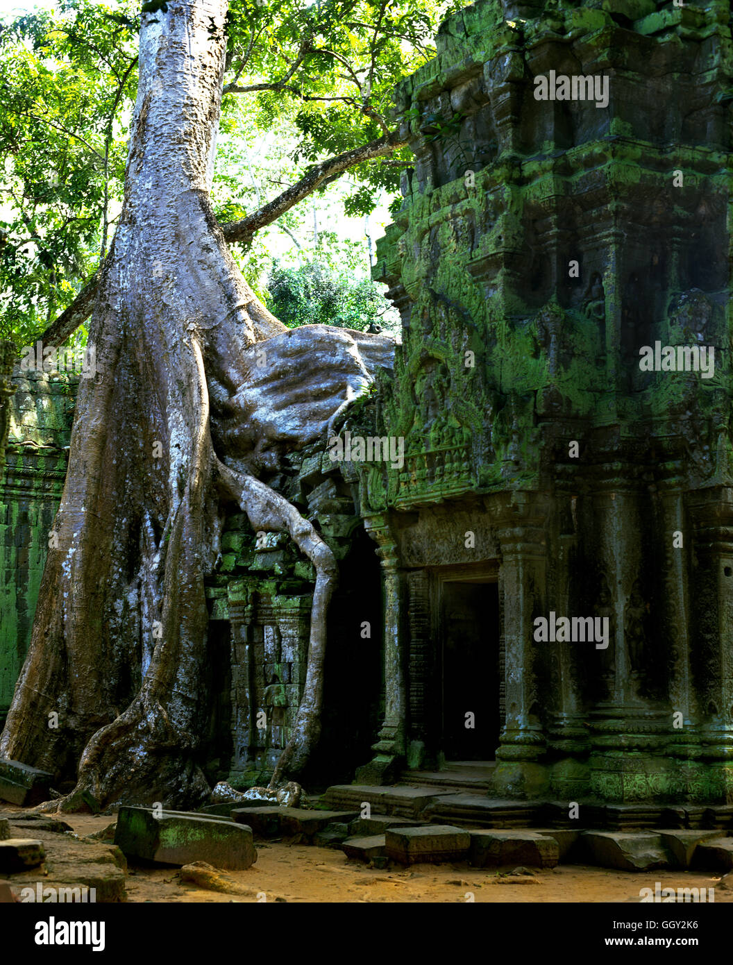 Las raíces del árbol engullir una puerta en las ruinas de Ta Prohm en Angkor Wat. En Siem Reap, Camboya. Foto de stock
