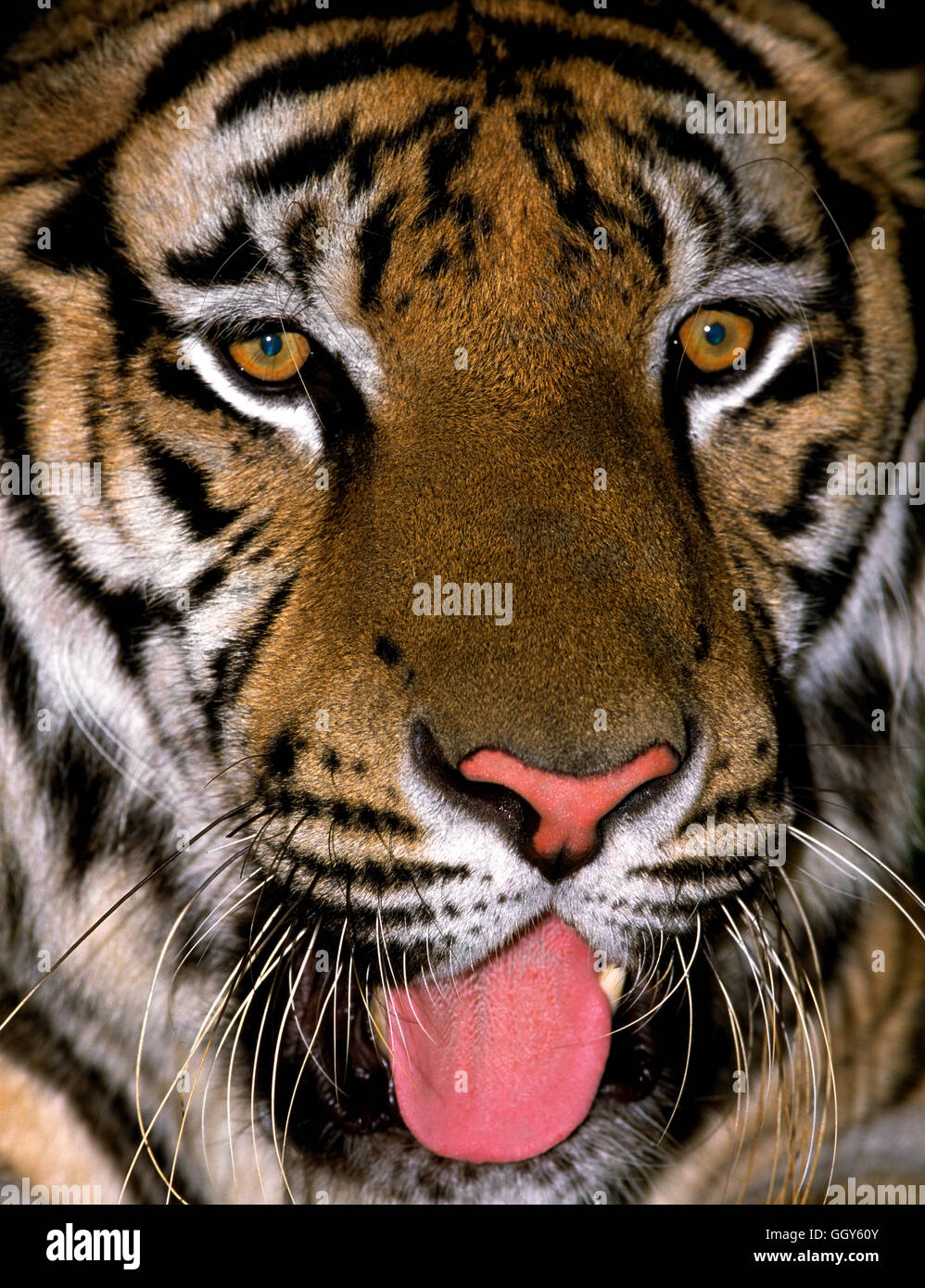 Tigre asiático (Panthera tigris corbetti) en las tierras altas de Camboya. Foto de stock