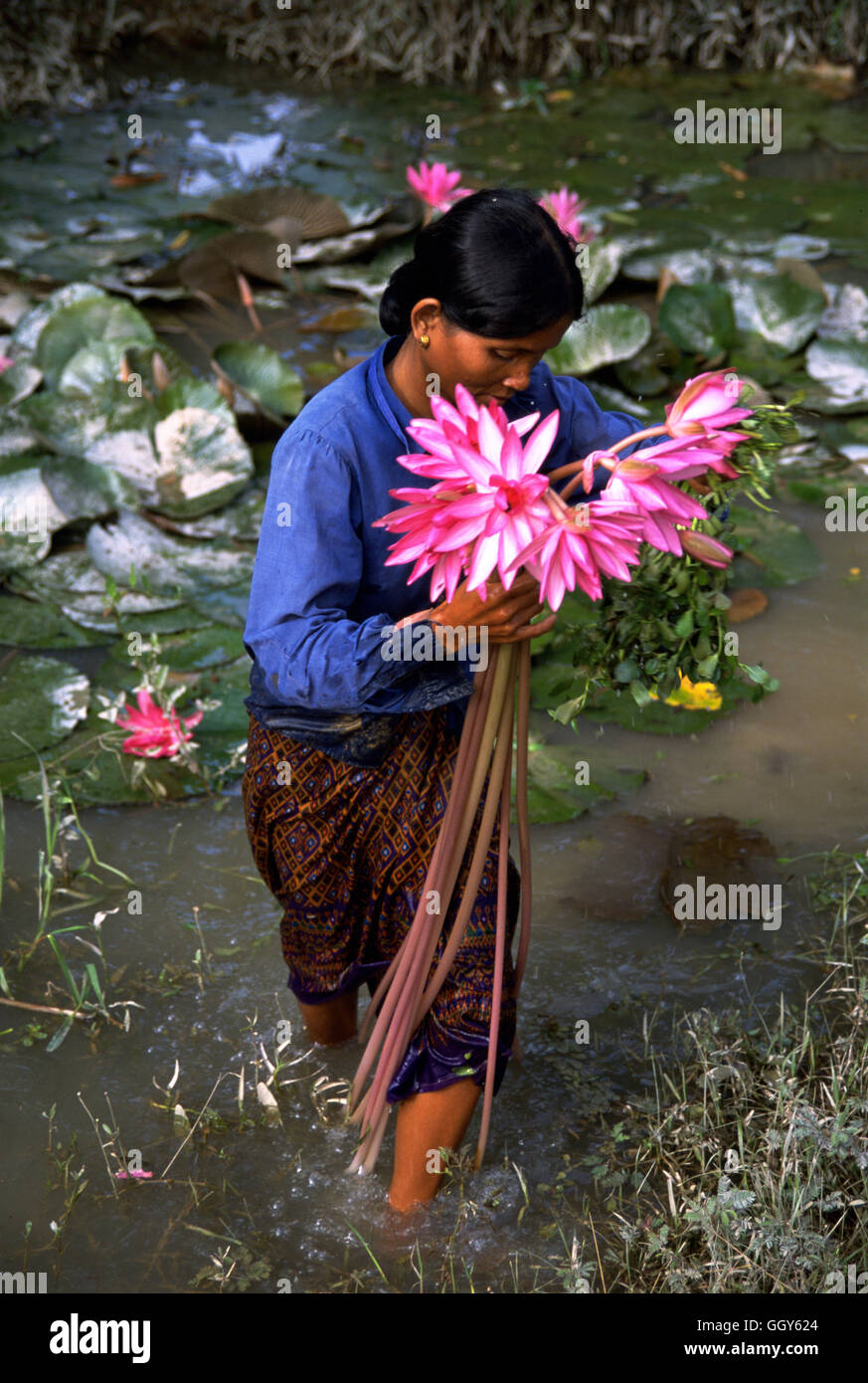 Una mujer recogiendo flores de loto en un estanque cerca de Siem Reap, Camboya. Foto de stock