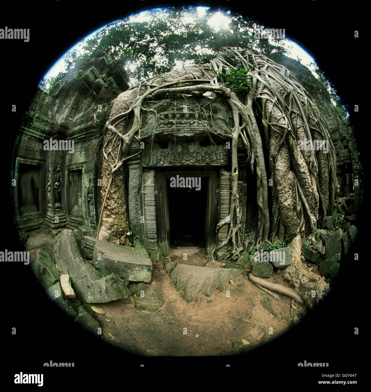 Las raíces del árbol lentamente recuperando la selva en las ruinas del templo de Ta Prohm en Angkor Wat. En Siem Reap, Camboya Foto de stock