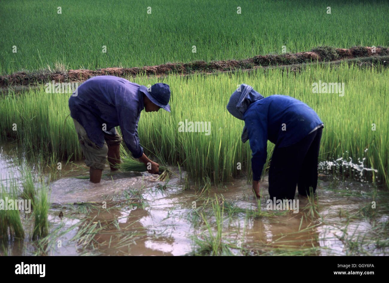 Los agricultores de arroz cosechado cerca de Angkor Wat. En Siem Reap, Camboya. Foto de stock