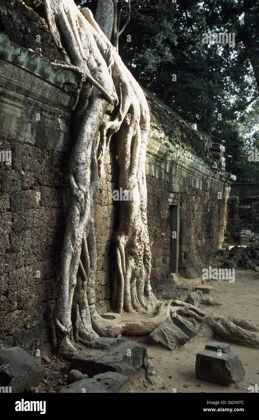 Las raíces del árbol cubrir un muro en las ruinas del templo de Ta Prohm en Angkor Wat. En Siem Reap, Camboya. Foto de stock
