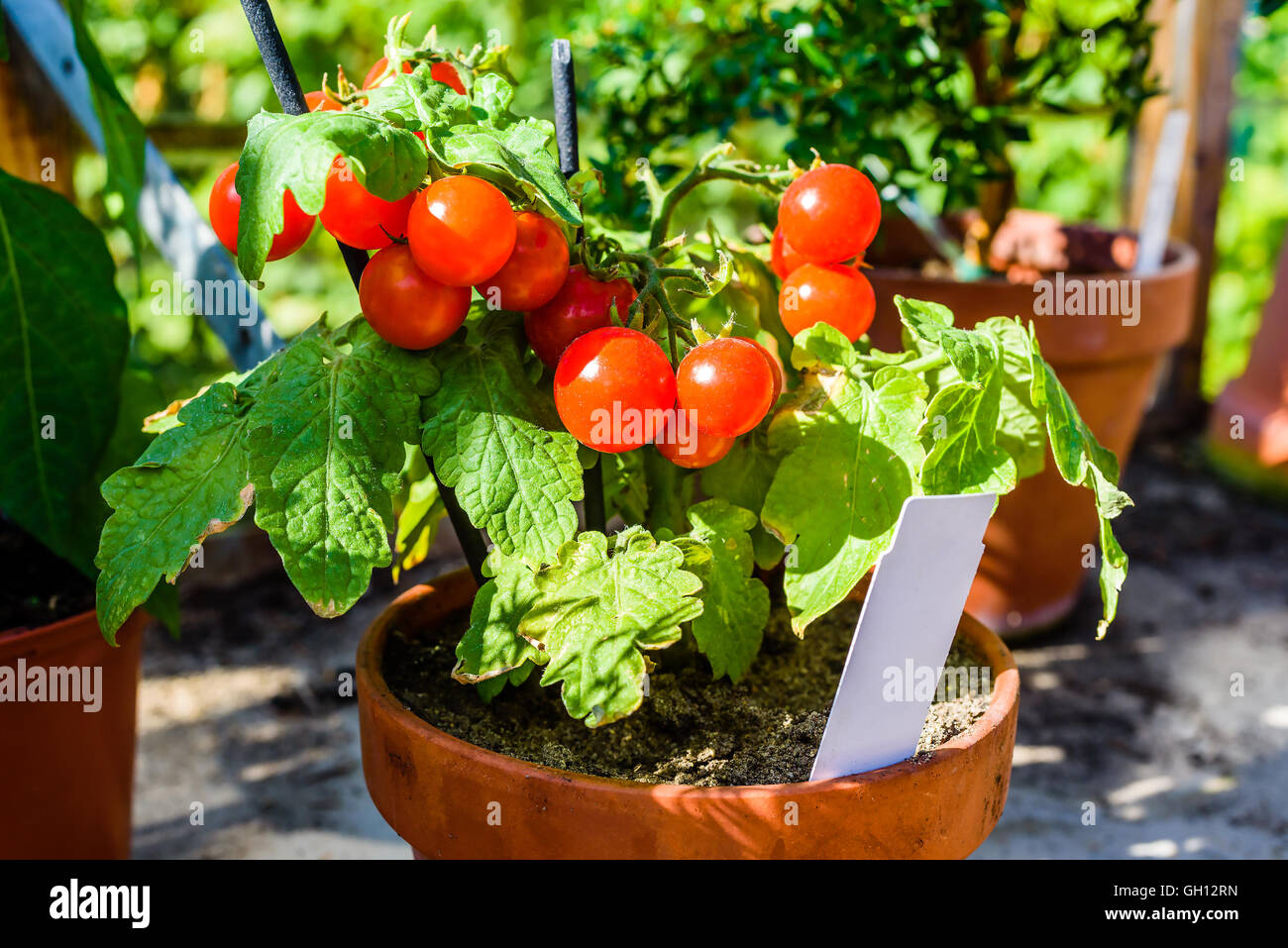 Adorable pequeño tomate cherry con plantas maduras y sabrosos tomates. Blanco marcador vacío en el recipiente. Foto de stock