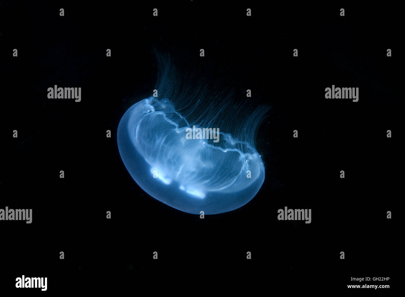 Luna jelly, común o medusas Medusas Luna (Aurelia aurita) Mar Negro Foto de stock