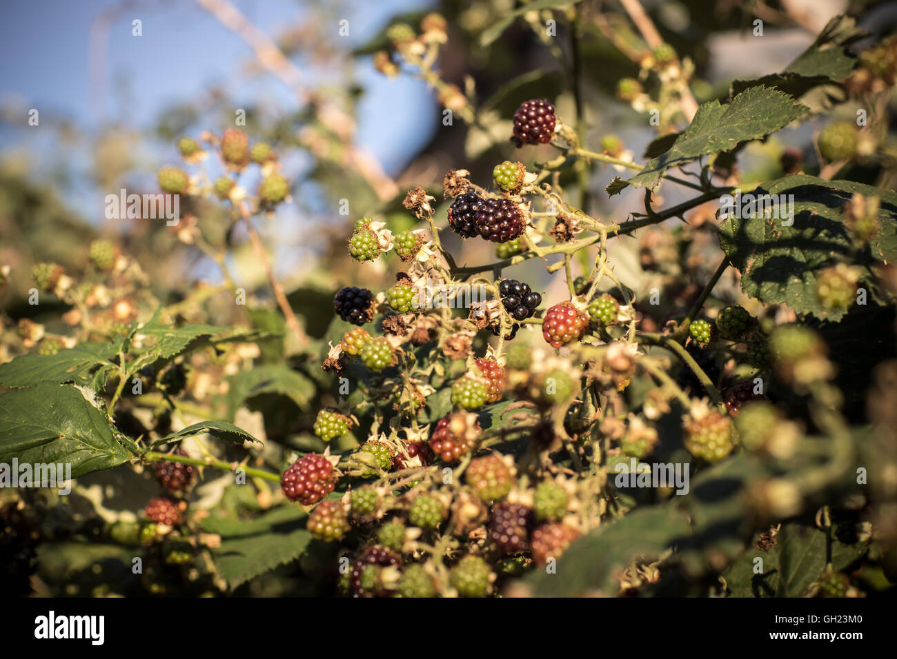 Blackberry maduración silvestres zarzas en verano. Richmond-upon-Thames, Reino Unido. Foto de stock