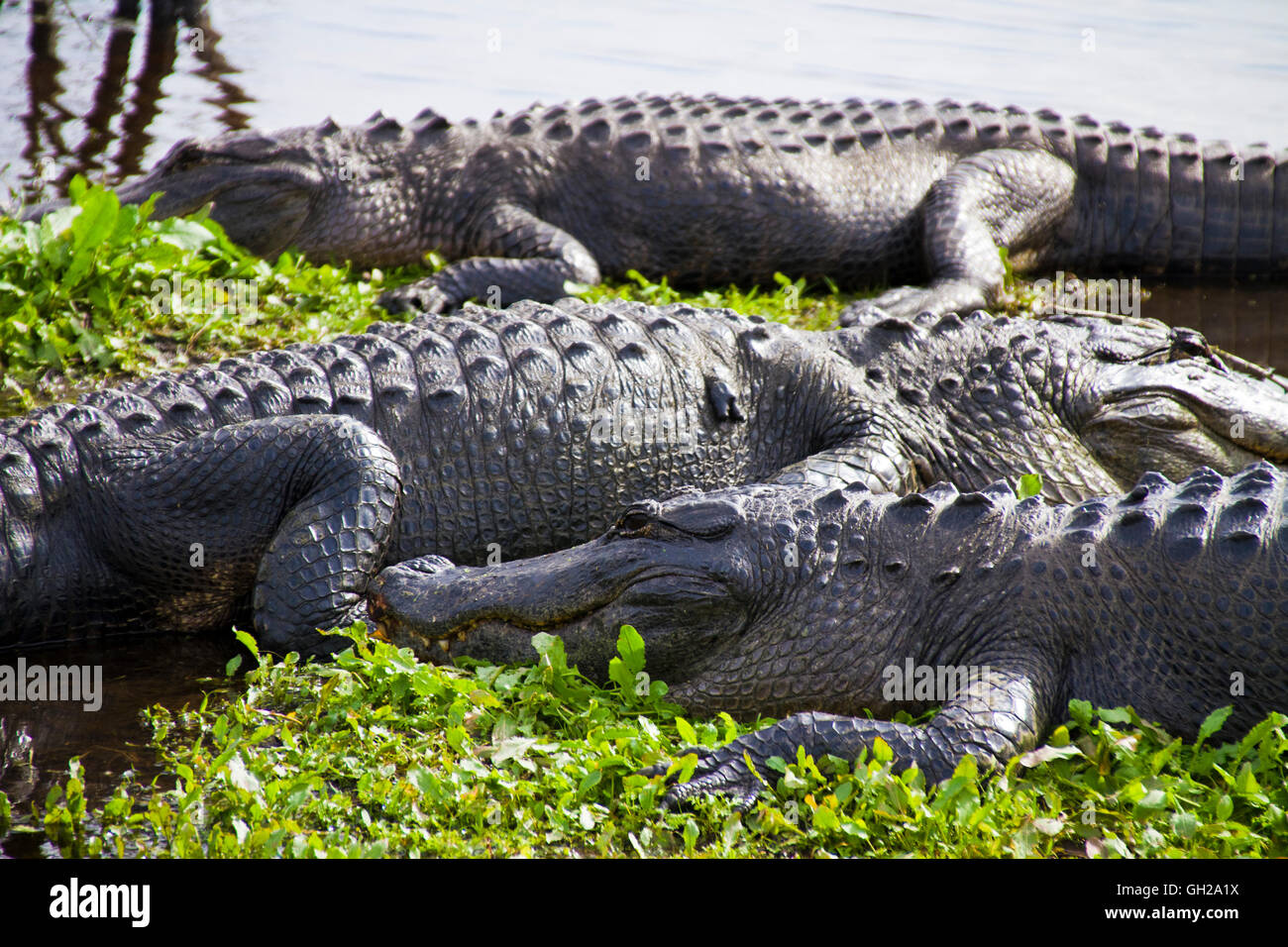 Lagartos americanos sentados a lo largo de la orilla de un pantano en Gainesville, Florida Foto de stock