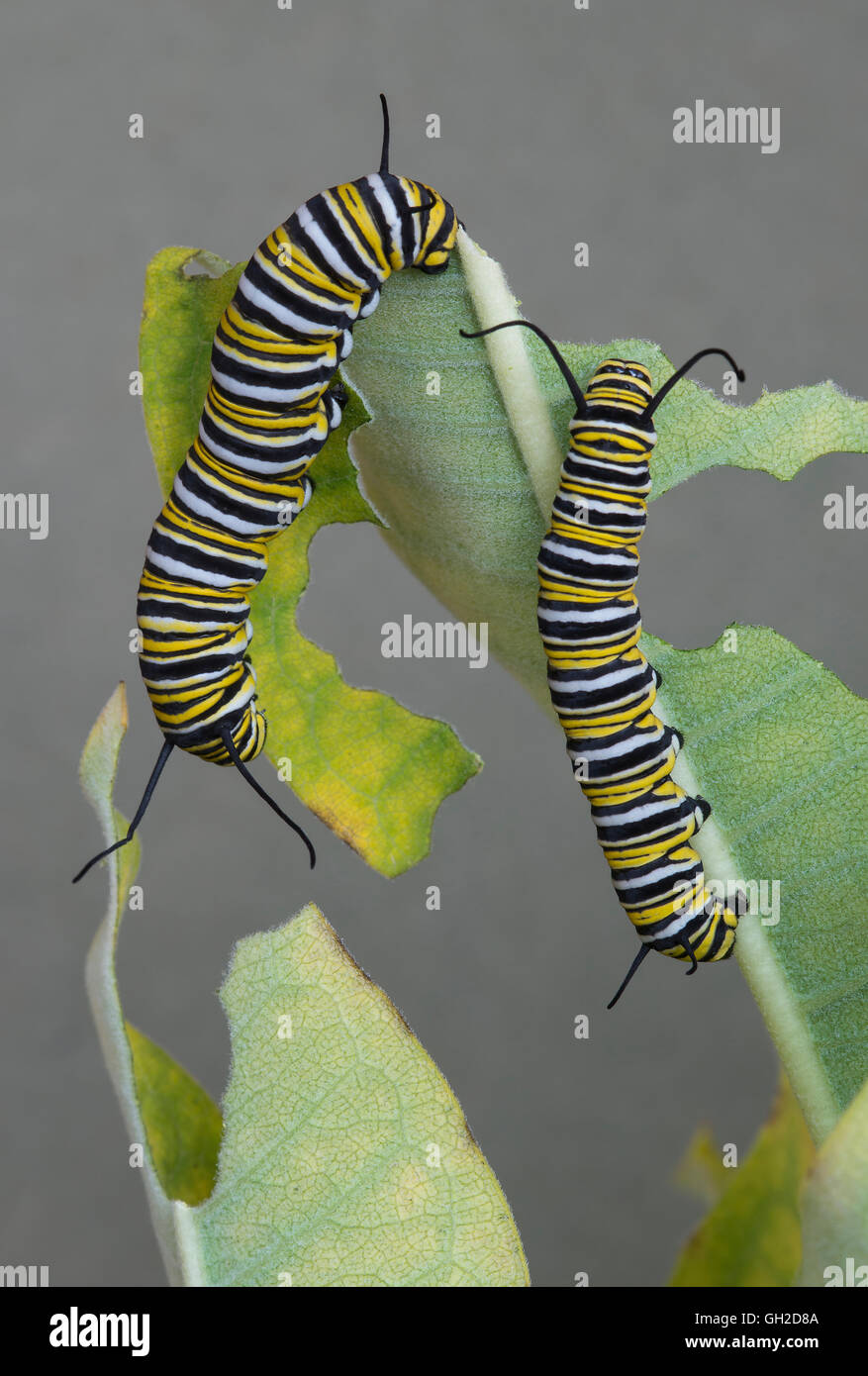 Las orugas de la mariposa monarca Danaus plexippus alimentándose de Common Asclepias Asclepias syriaca E EE.UU. Foto de stock