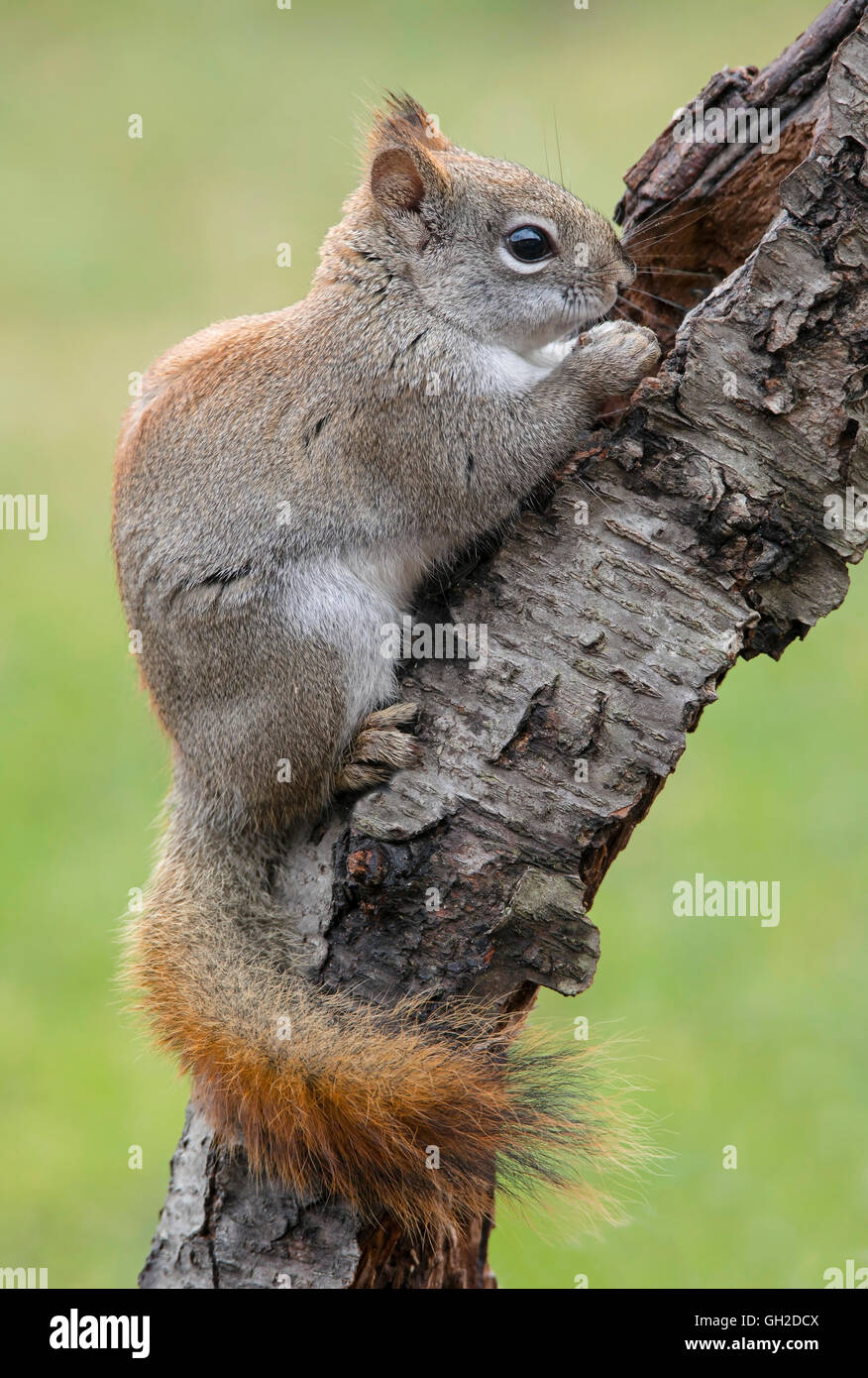 Ardilla Roja oriental comiendo bellota o Tamiasciurus hudsonicus (Sciurus), a comienzos de la primavera, E América del Norte Foto de stock