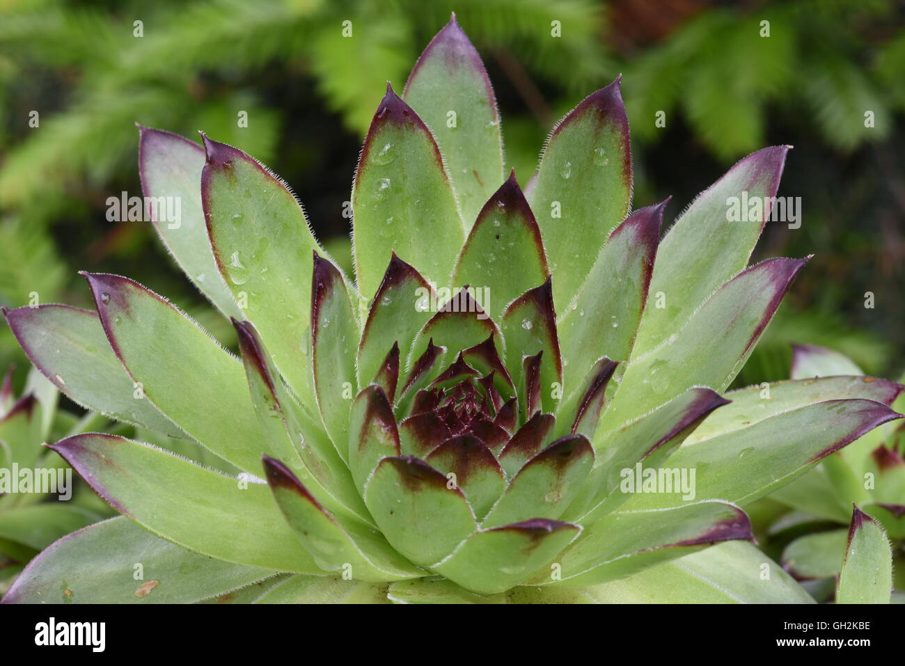 Primer plano de plantas suculentas en el jardín Foto de stock