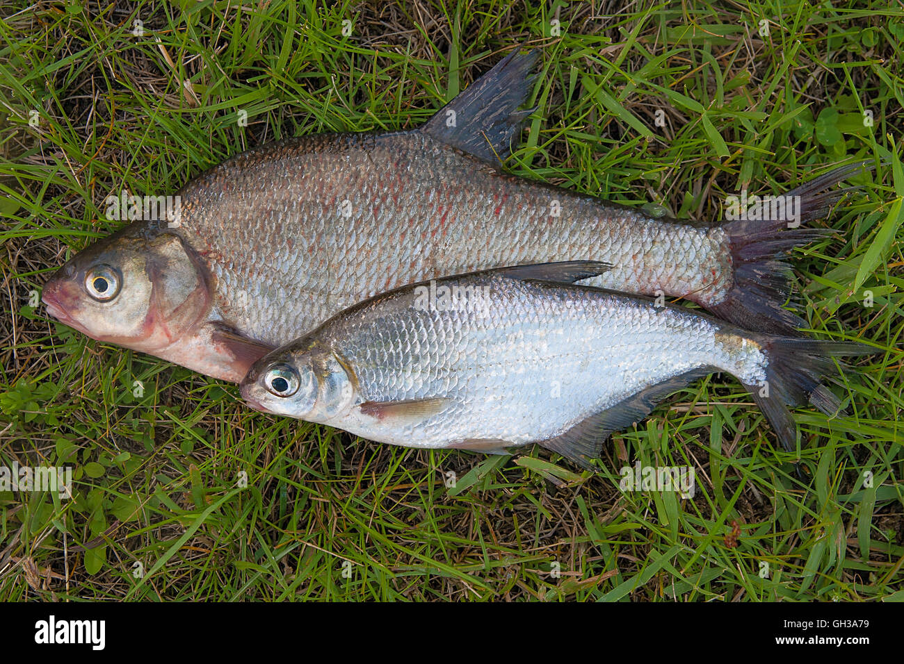 Los peces de agua dulce sólo tomadas desde el agua. Varios peces de besugo y plata dorada o besugo blanco sobre la hierba verde. Foto de stock