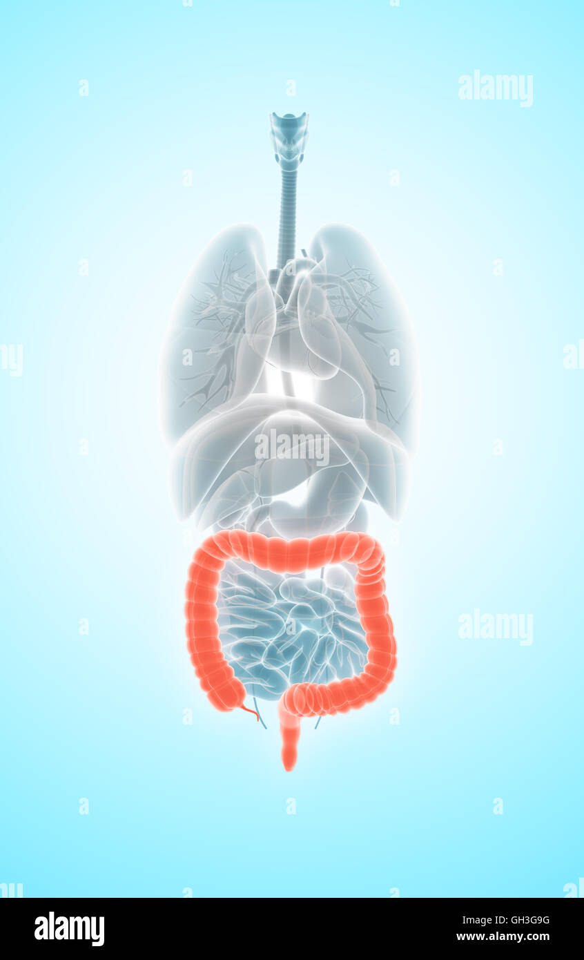 Ilustración 3D de Intestino Grueso, parte del sistema digestivo. Foto de stock