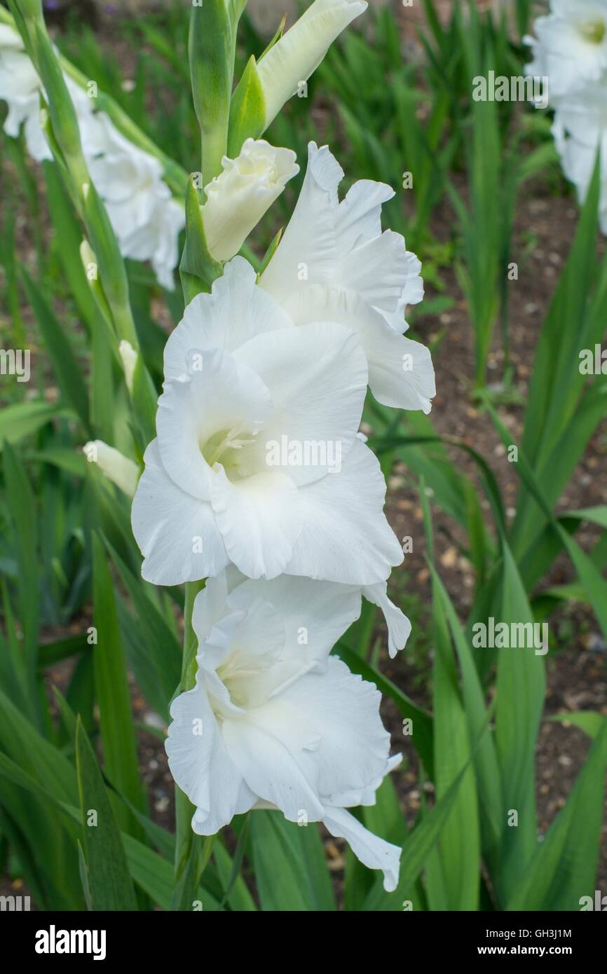 Gladiolus 'Amsterdam', Norfolk, Inglaterra, en agosto. Foto de stock